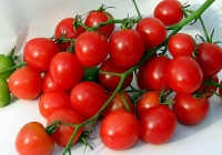 Семена томатов, перцев и баклажанов селекции СибНИИРС