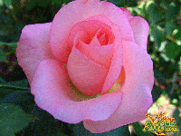 Роза Ноблесс 