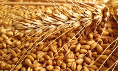 Пшеница 5 кг /АСК/